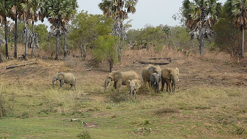 Elephants, Pendjari National Park, Benin