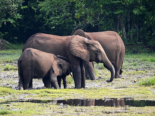 Forest elephants, Odzala-Kokoua, Congo
