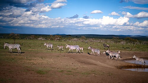Zebras in the Maasai Mara, Kenya