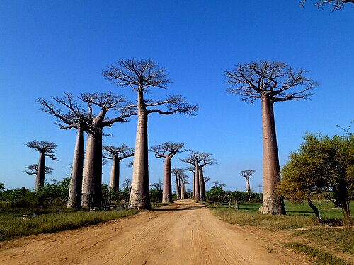Avenue of the Baobabs, Morondava